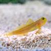 Watchman Goby